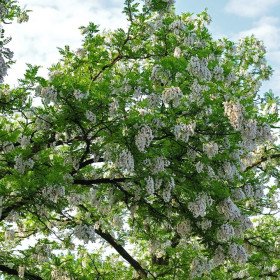 False acacia, Robinia pseudoacacia